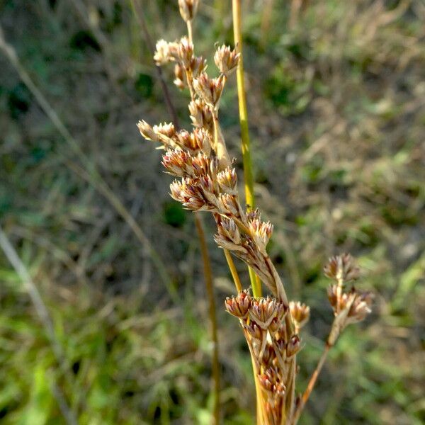 Juncus maritimus ফুল