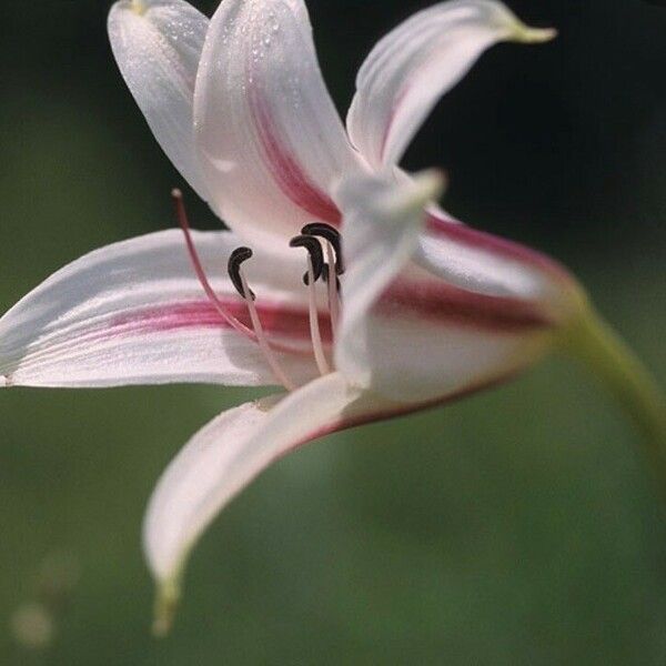 Crinum bulbispermum Cvet