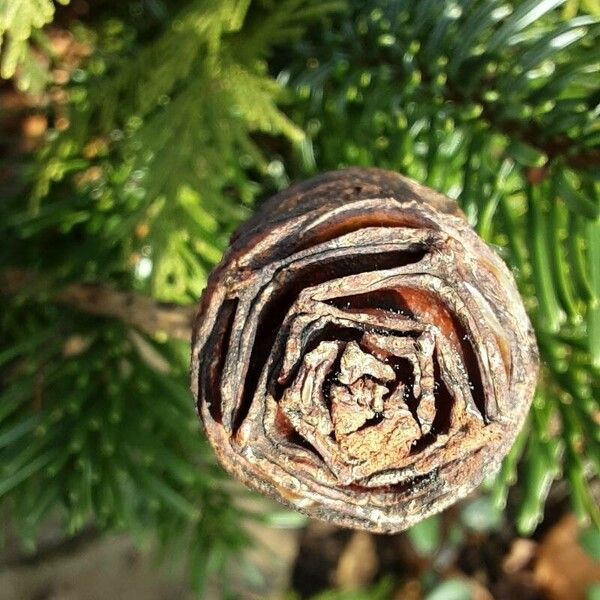 Abies nordmanniana Frukto