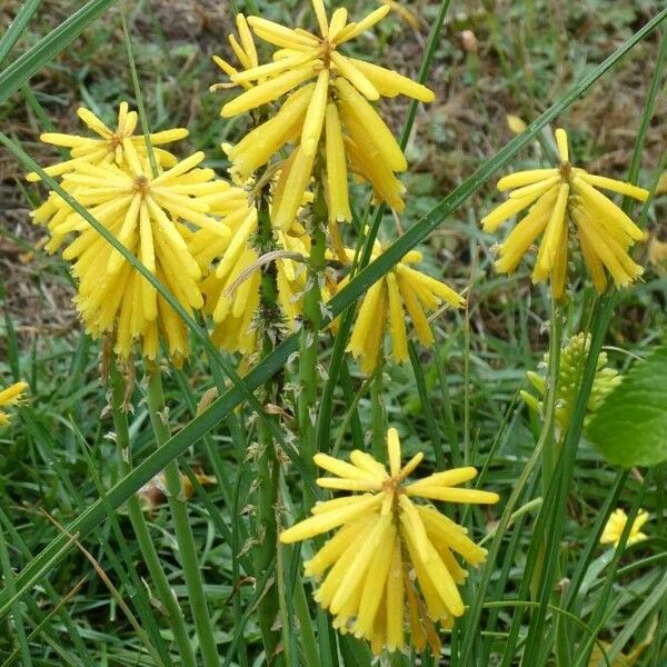 Kniphofia uvaria Bloem