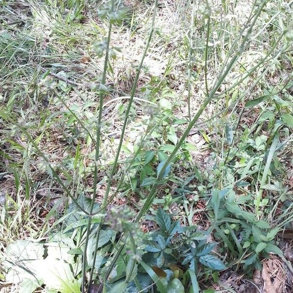 Salvia lyrata Habitatea