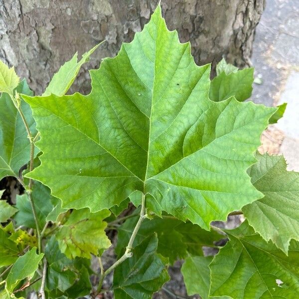 Platanus occidentalis Hoja