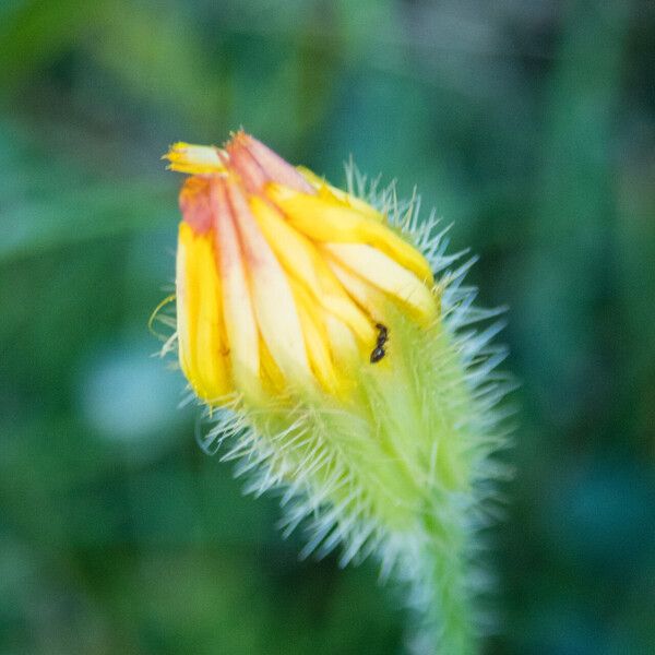 Hypochaeris achyrophorus Fleur