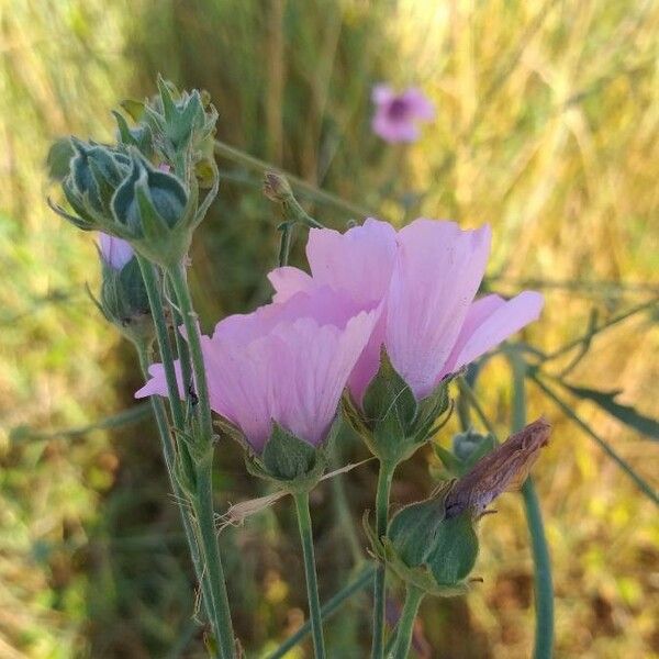 Althaea cannabina Lorea