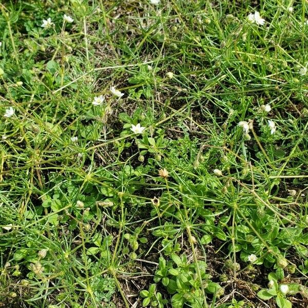 Spergula arvensis Habitus