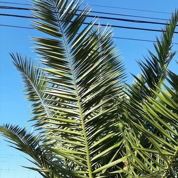 Phoenix canariensis Hostoa