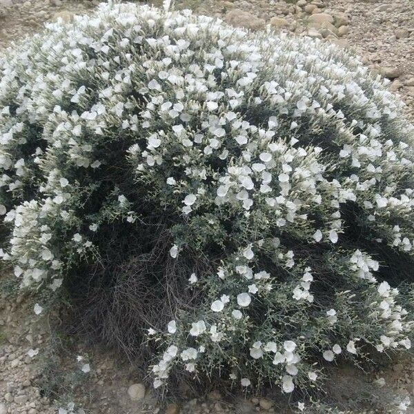 Convolvulus trabutianus Blomma