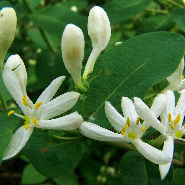 Lonicera tatarica Floro