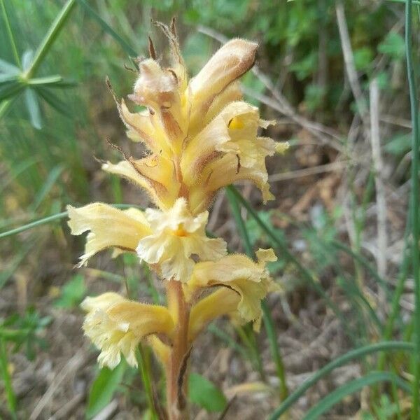 Orobanche lutea Blomma