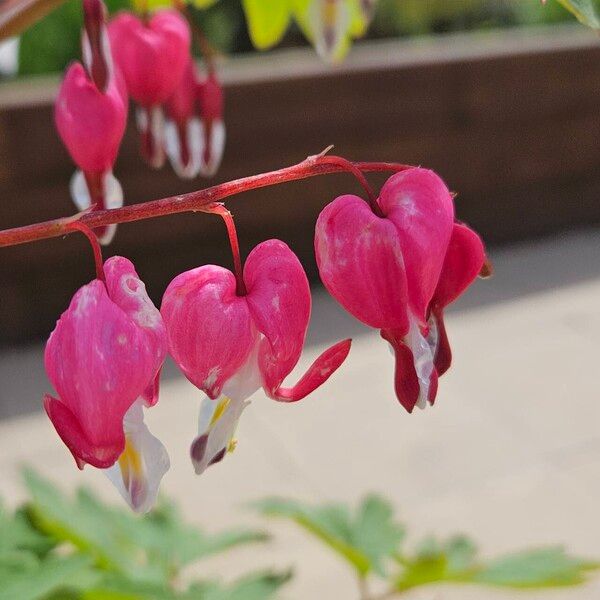 Lamprocapnos spectabilis Flors