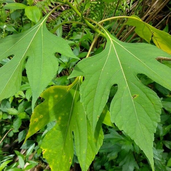 Tithonia diversifolia Blatt