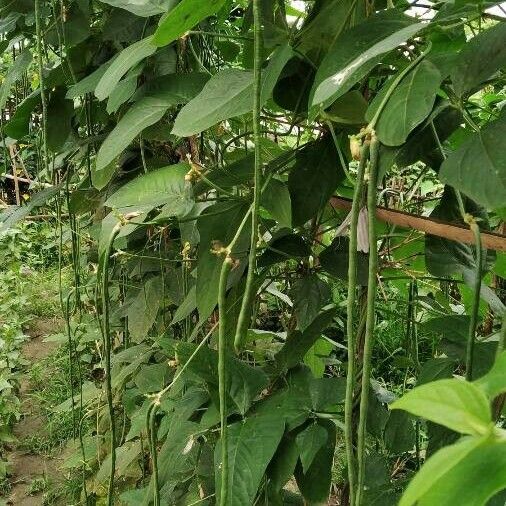 Vigna unguiculata Fruit