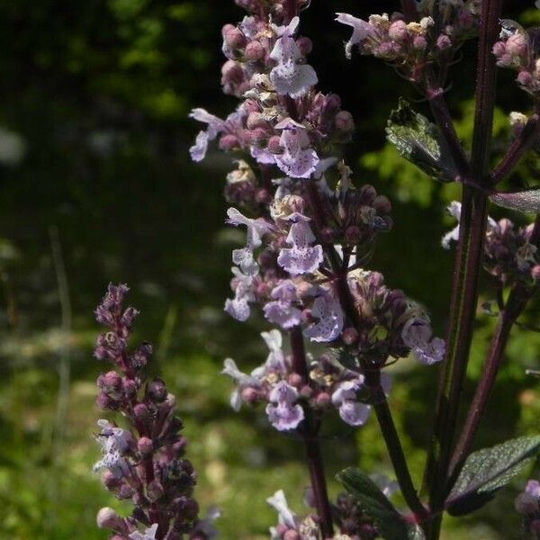 Nepeta nuda Flor