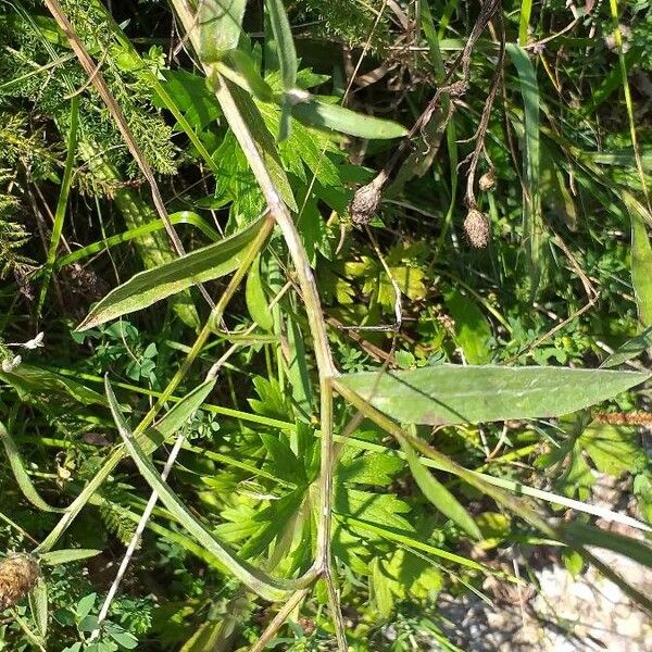 Centaurea stoebe Ліст