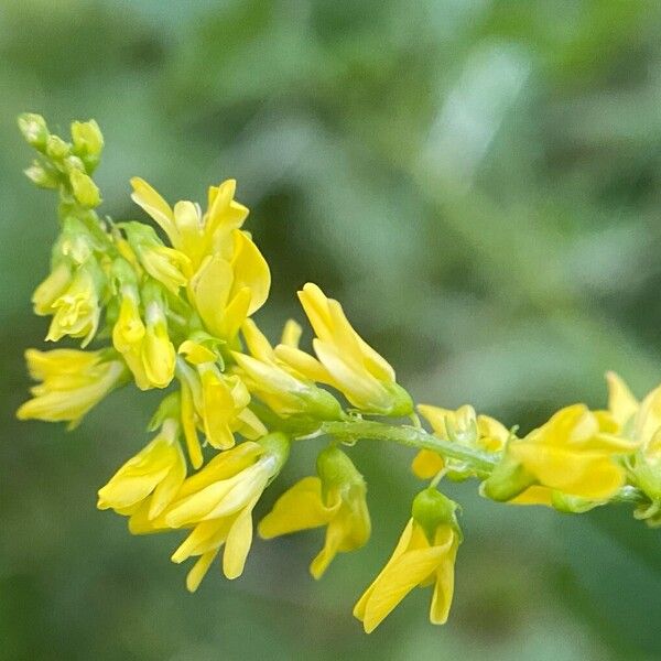 Melilotus officinalis 花