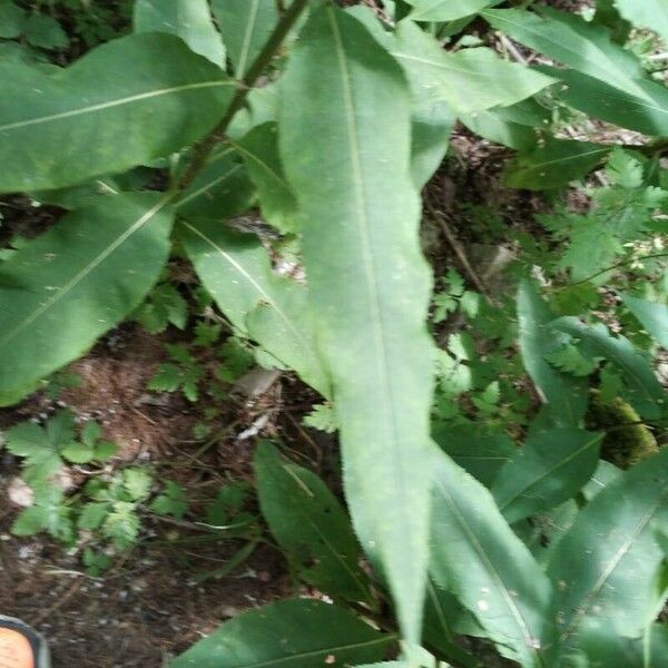 Senecio ovatus Blatt