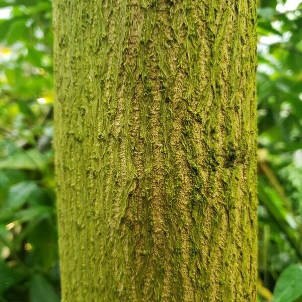 Spathodea campanulata Bark