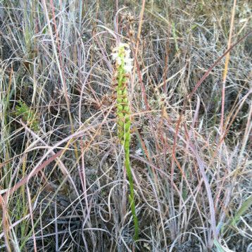 Spiranthes magnicamporum موطن