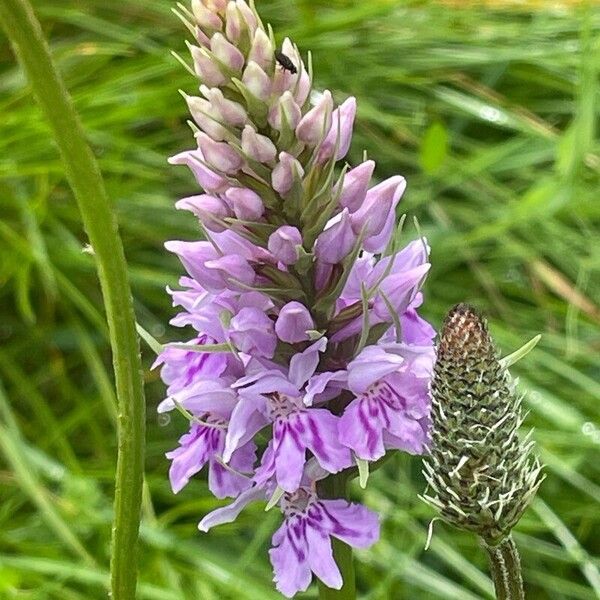 Dactylorhiza maculata Flower