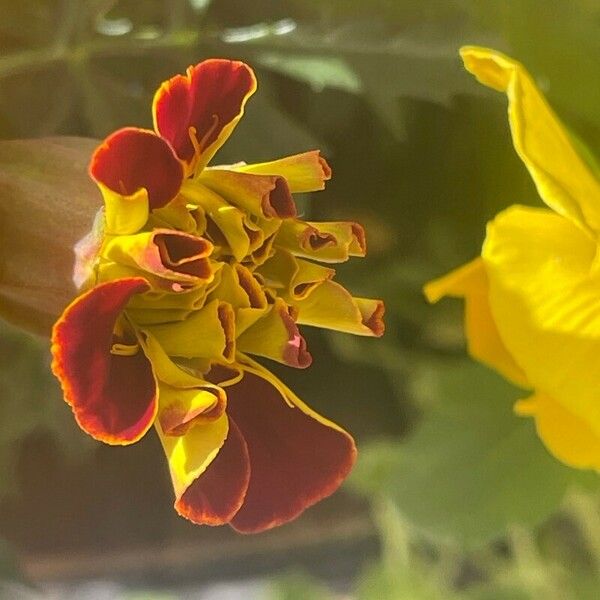 Tagetes erecta Kwiat