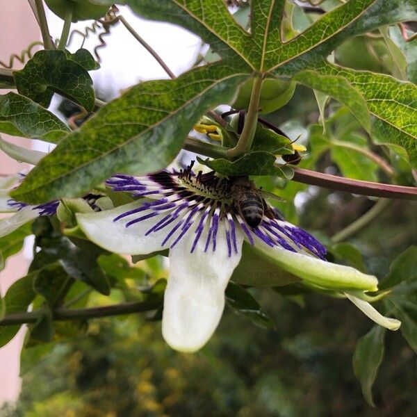 Passiflora caerulea Цвят