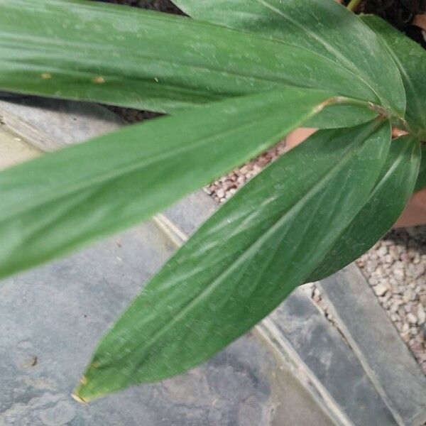 Hedychium flavum ᱥᱟᱠᱟᱢ