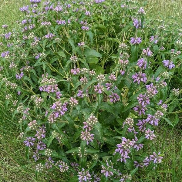 Phlomis herba-venti 整株植物