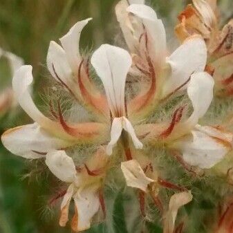 Lotus hirsutus Blomma