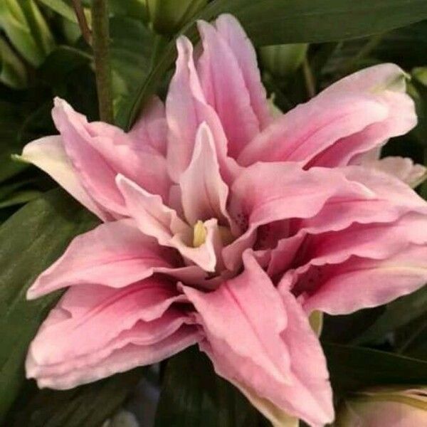 Crinum bulbispermum Flower