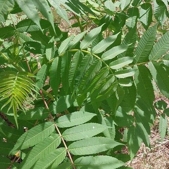 Rhus glabra Blatt