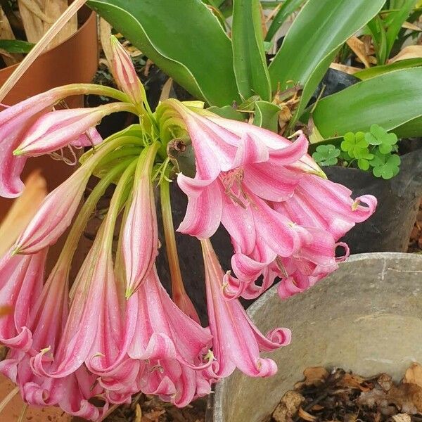 Crinum bulbispermum Λουλούδι