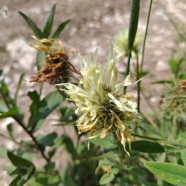 Trifolium pannonicum Кветка