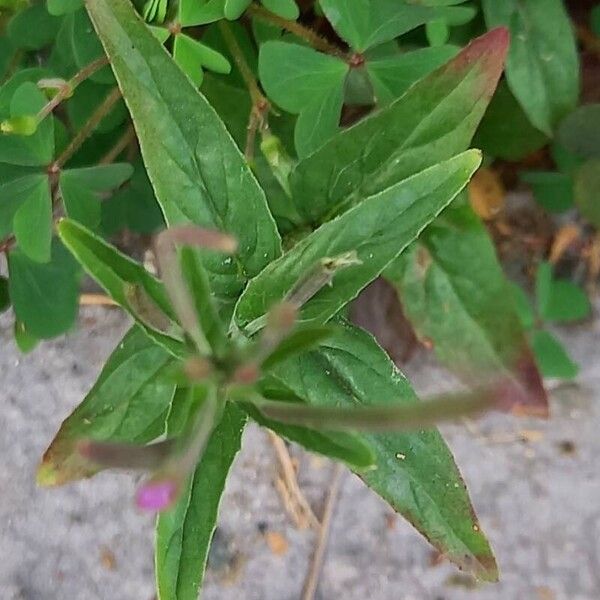 Epilobium tetragonum Frunză