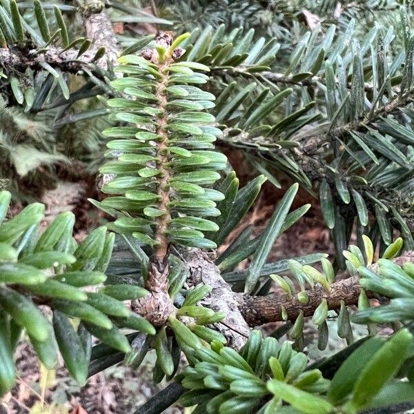 Abies numidica Leaf