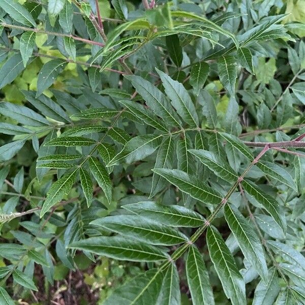 Rhus copallinum 葉