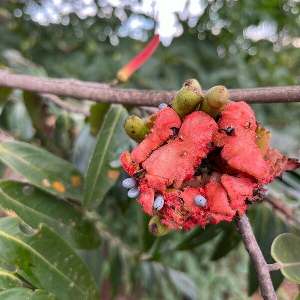 Xylopia aromatica Плод