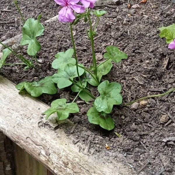 Pelargonium peltatum Blatt