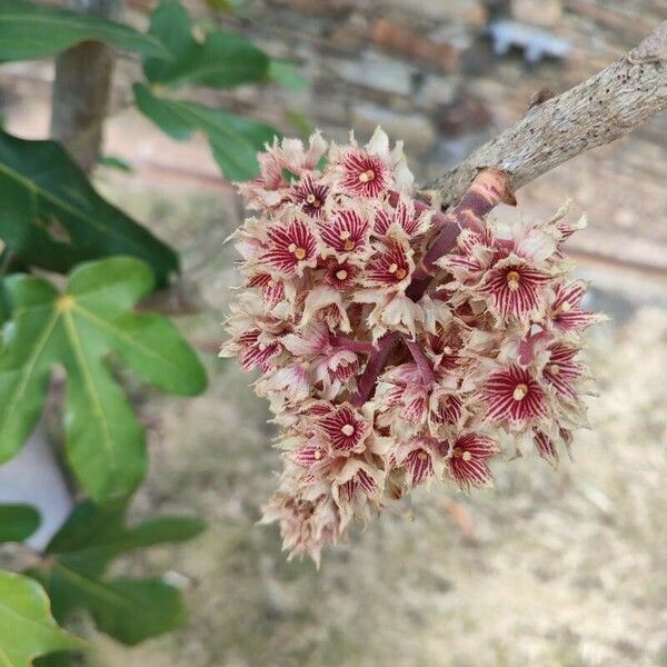 Acropogon jaffrei Flower