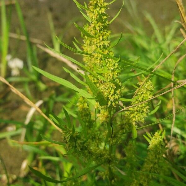 Rumex maritimus Kukka