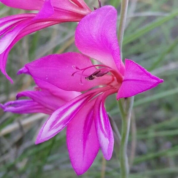 Gladiolus italicus പുഷ്പം