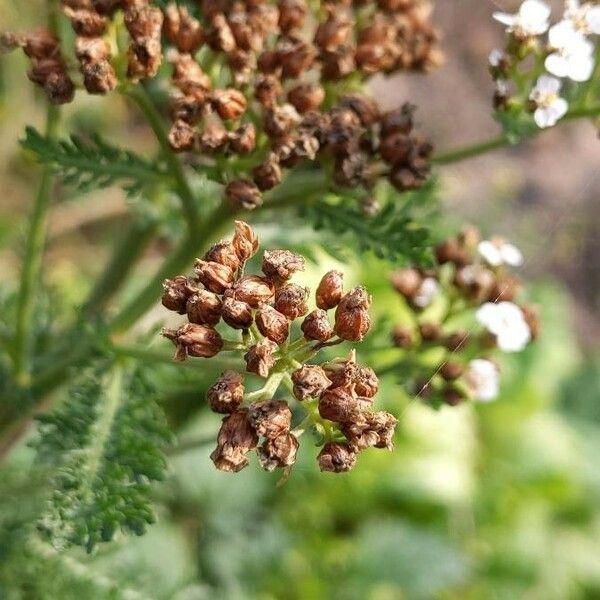 Achillea nobilis फल