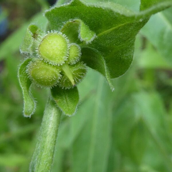 Cynoglossum officinale Hedelmä