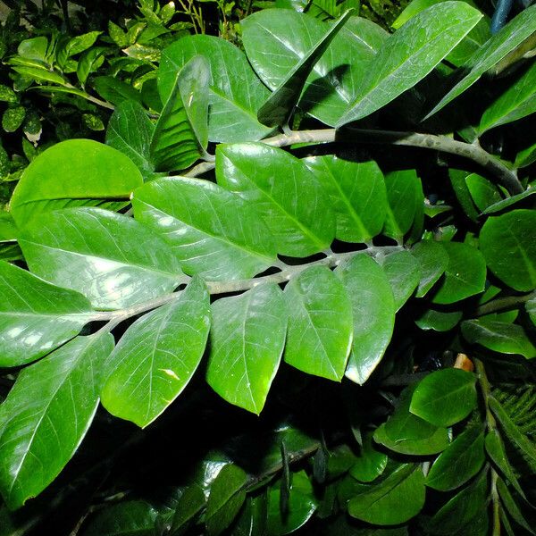 Zamioculcas zamiifolia ᱥᱟᱠᱟᱢ