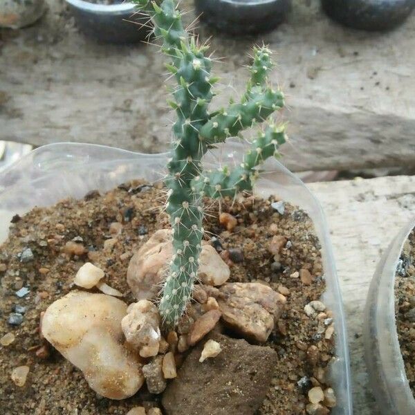 Cylindropuntia fulgida Φύλλο