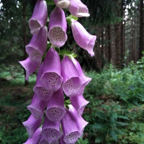 Digitalis purpurea फूल