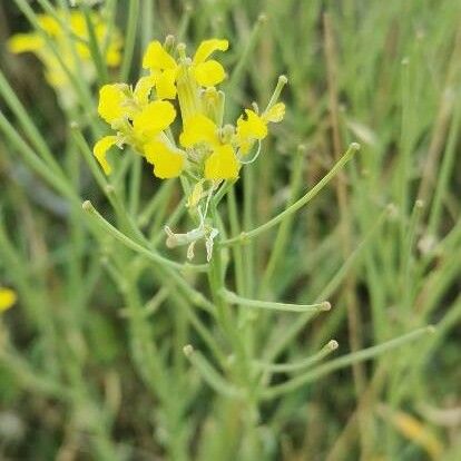 Erysimum virgatum Bloem