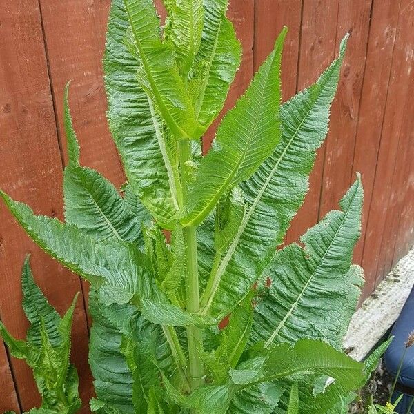 Dipsacus fullonum 葉