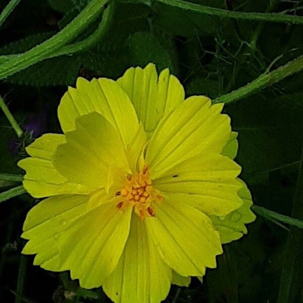 Cosmos caudatus Floare