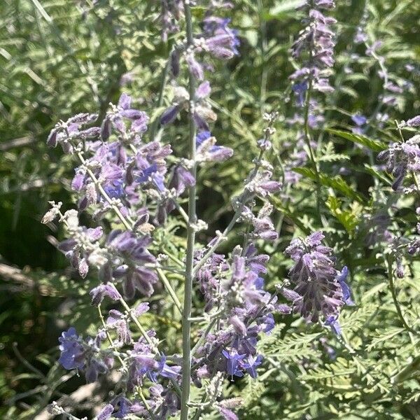 Salvia yangii Floare