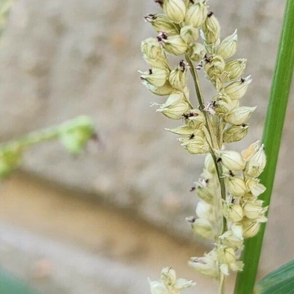 Echinochloa colona Fruct